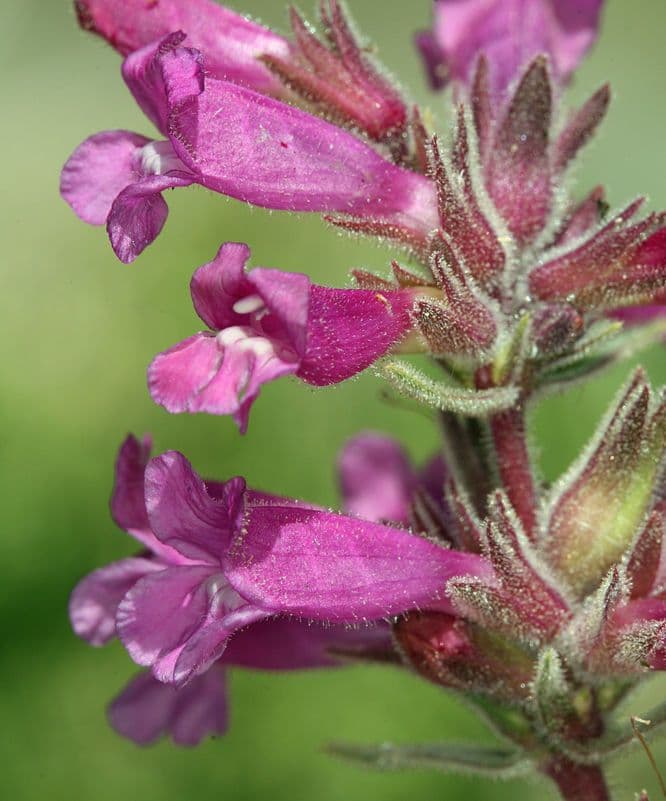 Penstemon 2