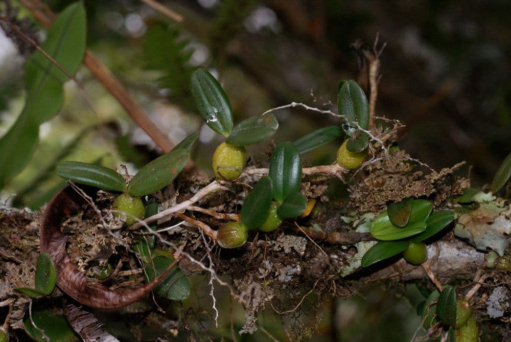 Bulbophyllum 15
