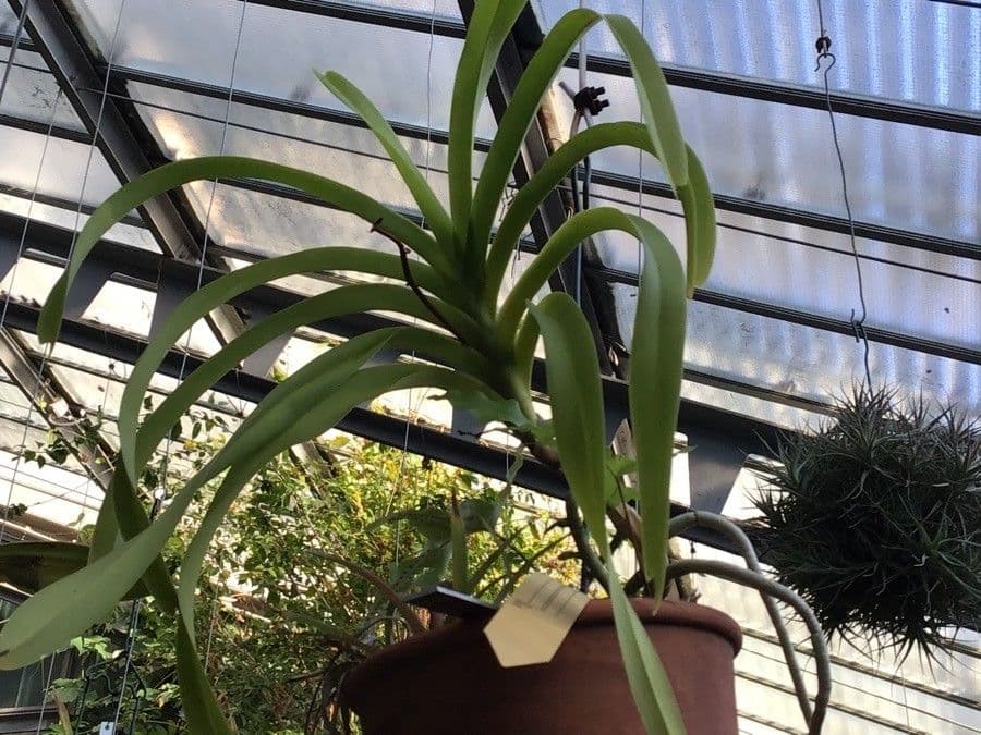 Orchidea 6