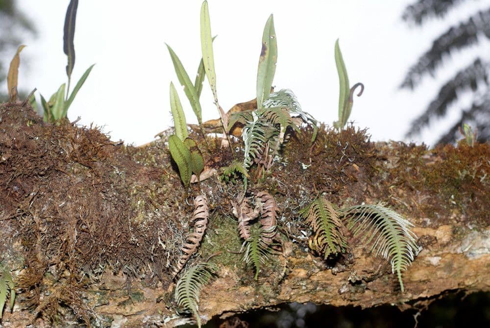 Elaphoglossum 3