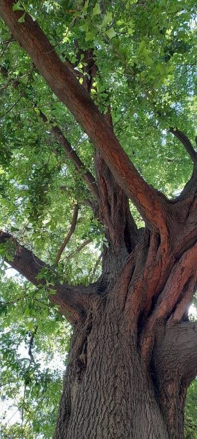 Quercia nera 9