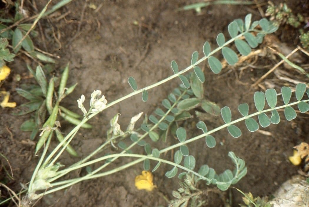 Astragalus depressus 23