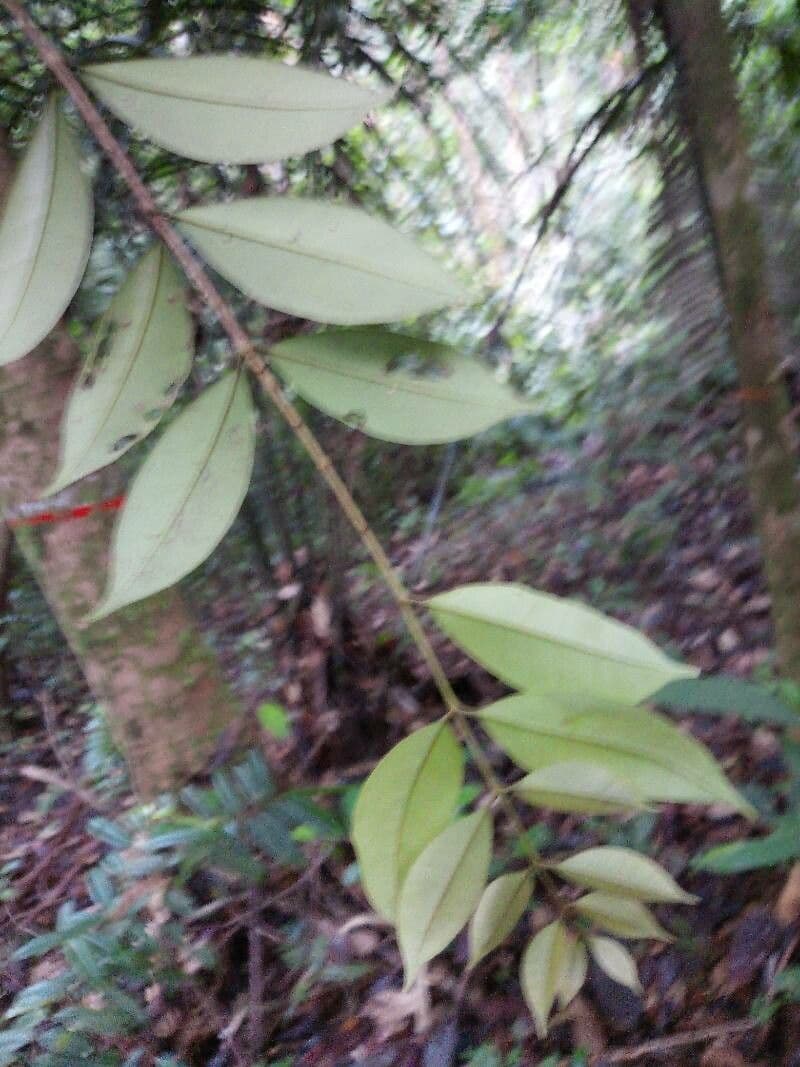 Eugenia 3