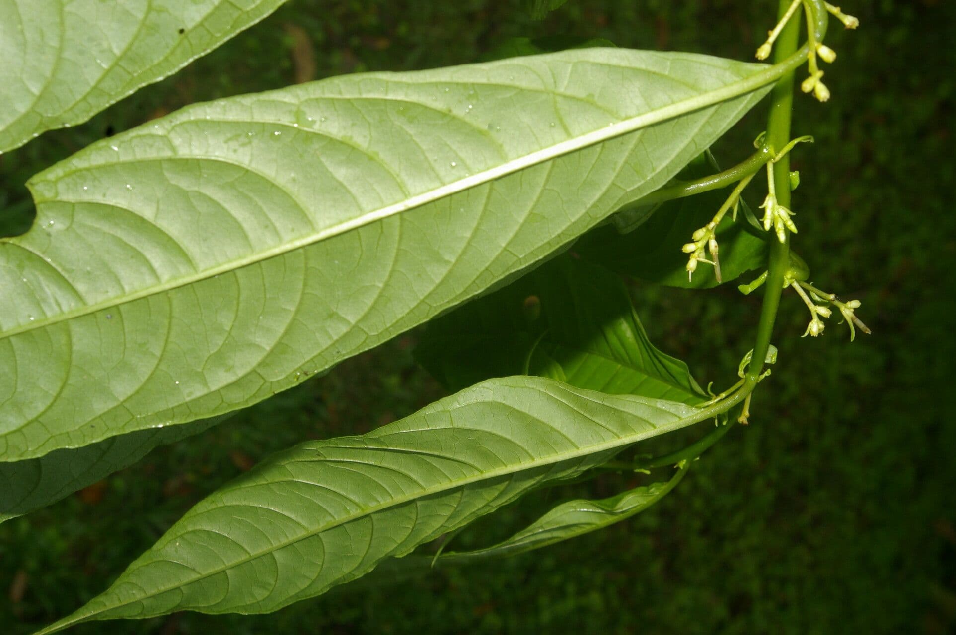 Cestrum strapcovité 15