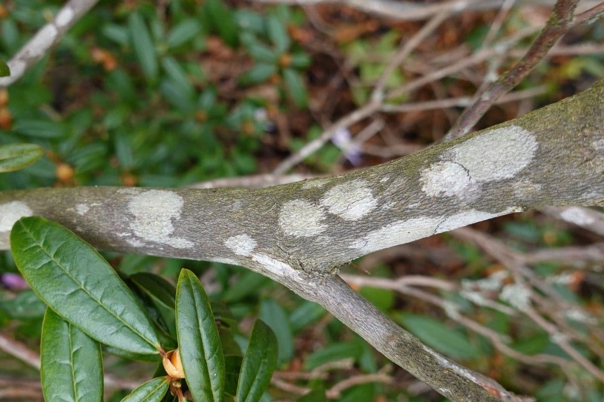 Rododendro 13