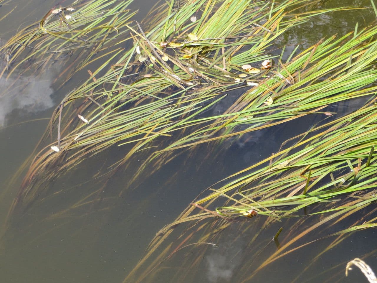 Vallisneria a spirale 8
