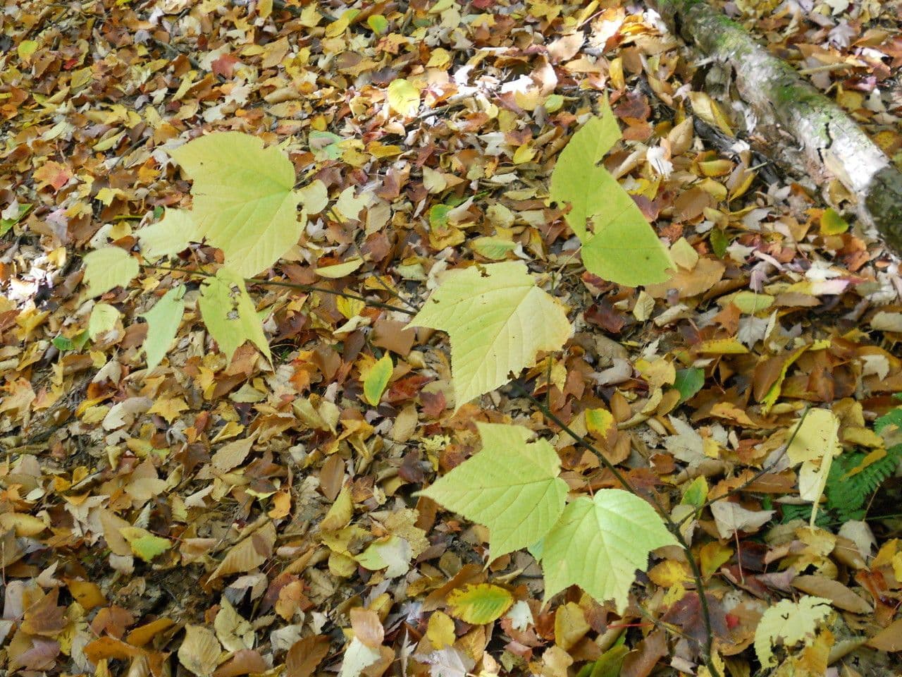 Striped maple 12