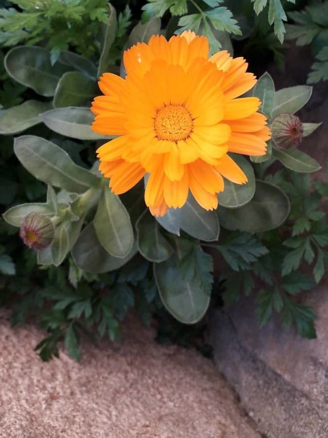 Calendula 7