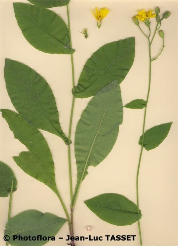 Hieracium 2