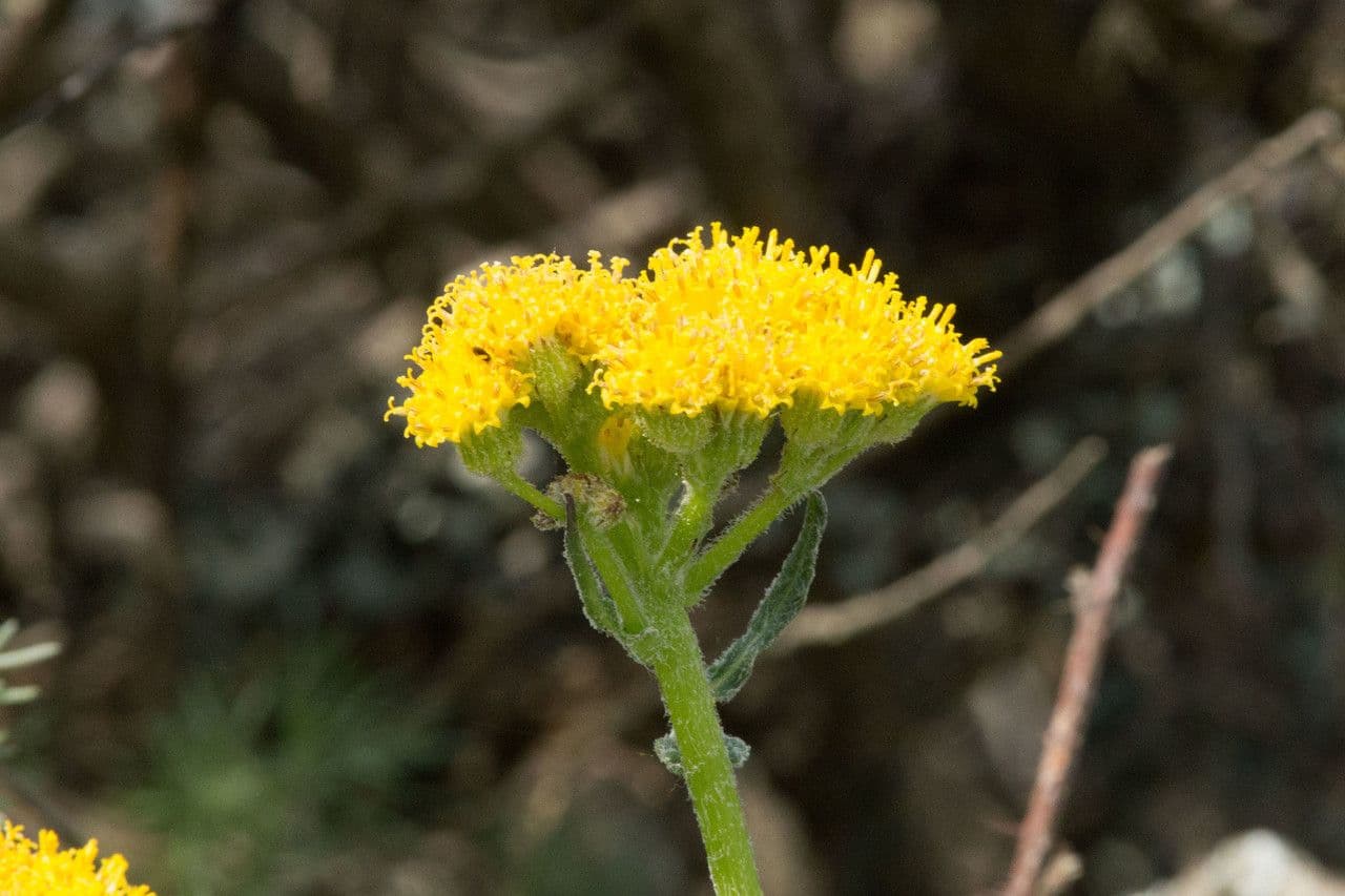 Senecio aronico 4