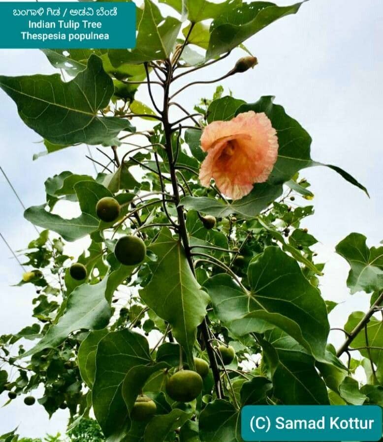 Pappelblättrige Hibiskus 8