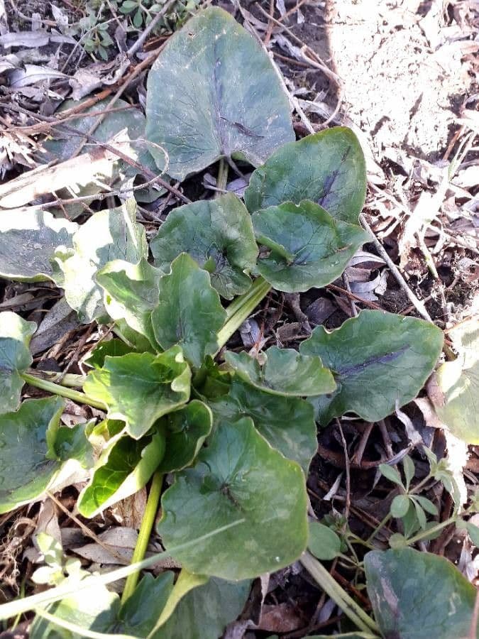 Calta palustre 20