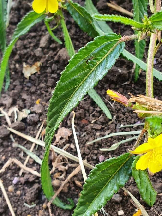 Corchorus trilocularis 17