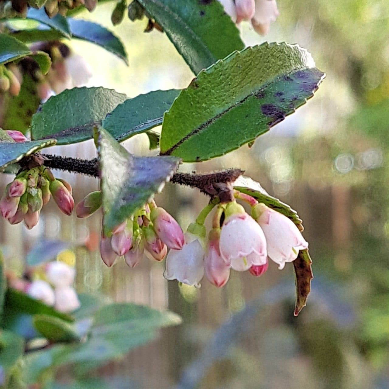Eiförmige Heidelbeere 9