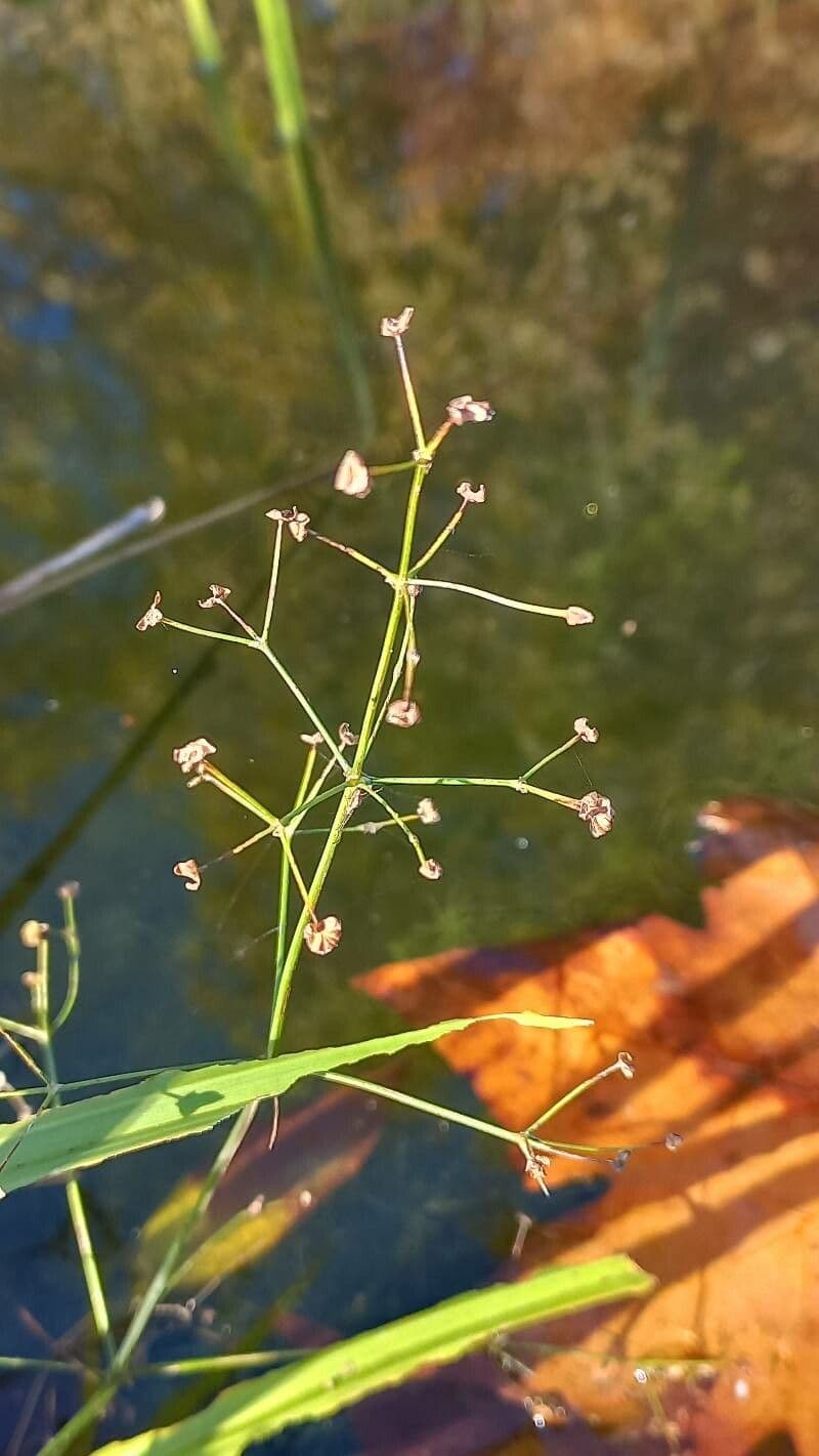 Alisma gramineo