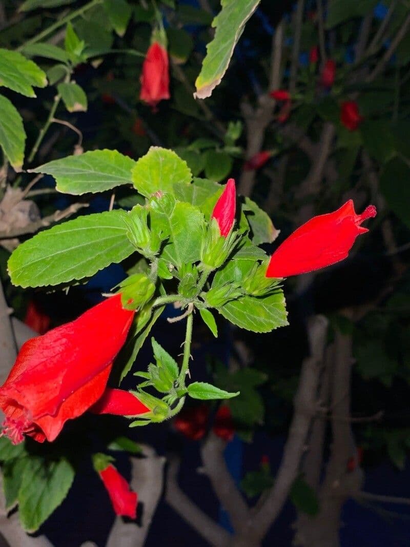 Malvaviscus 4