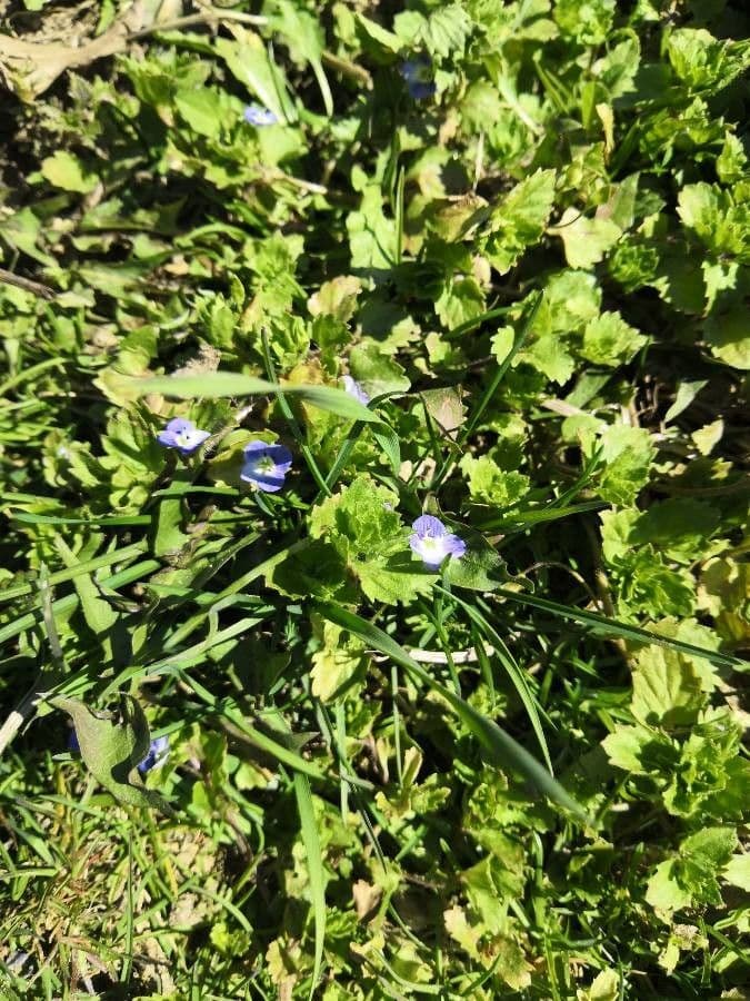 Veronica filiforme 17