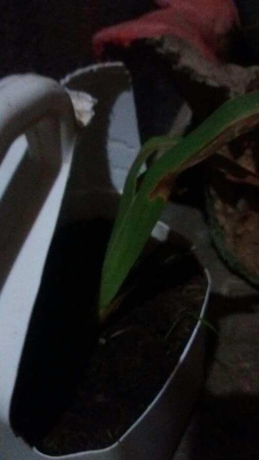 Maxillaria 7
