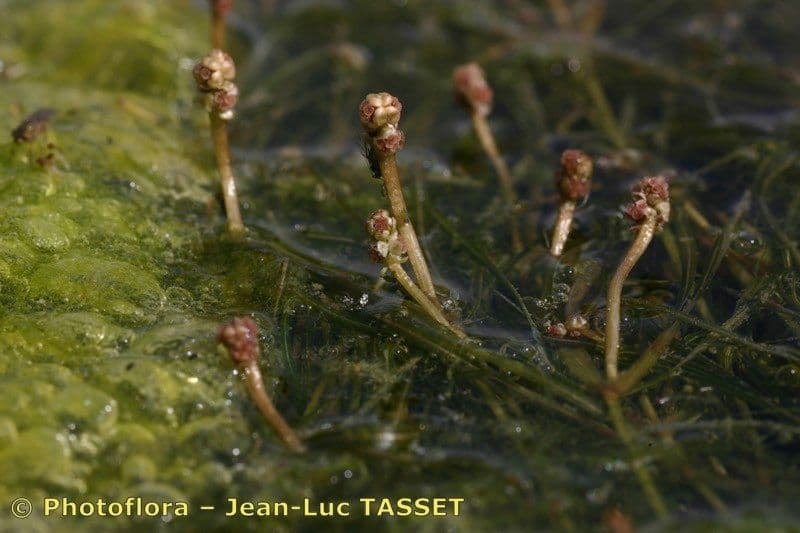 Červnatec hřebenitý 9