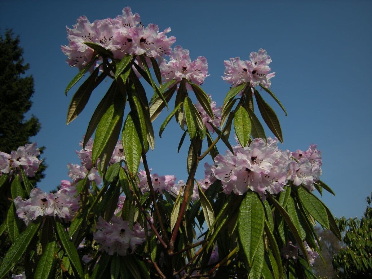 Rhododendron 5