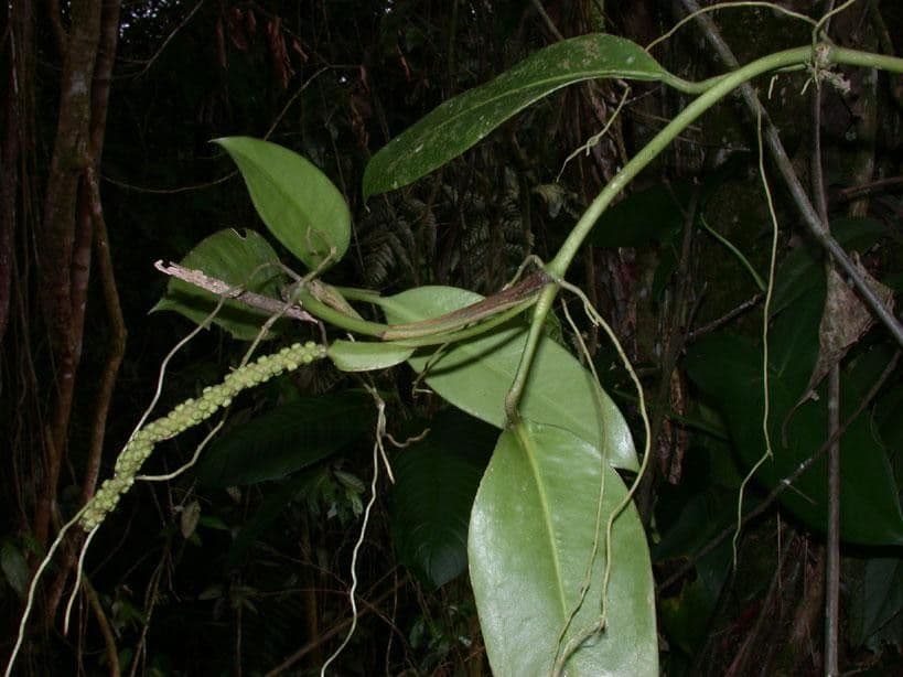 Anthurium 11