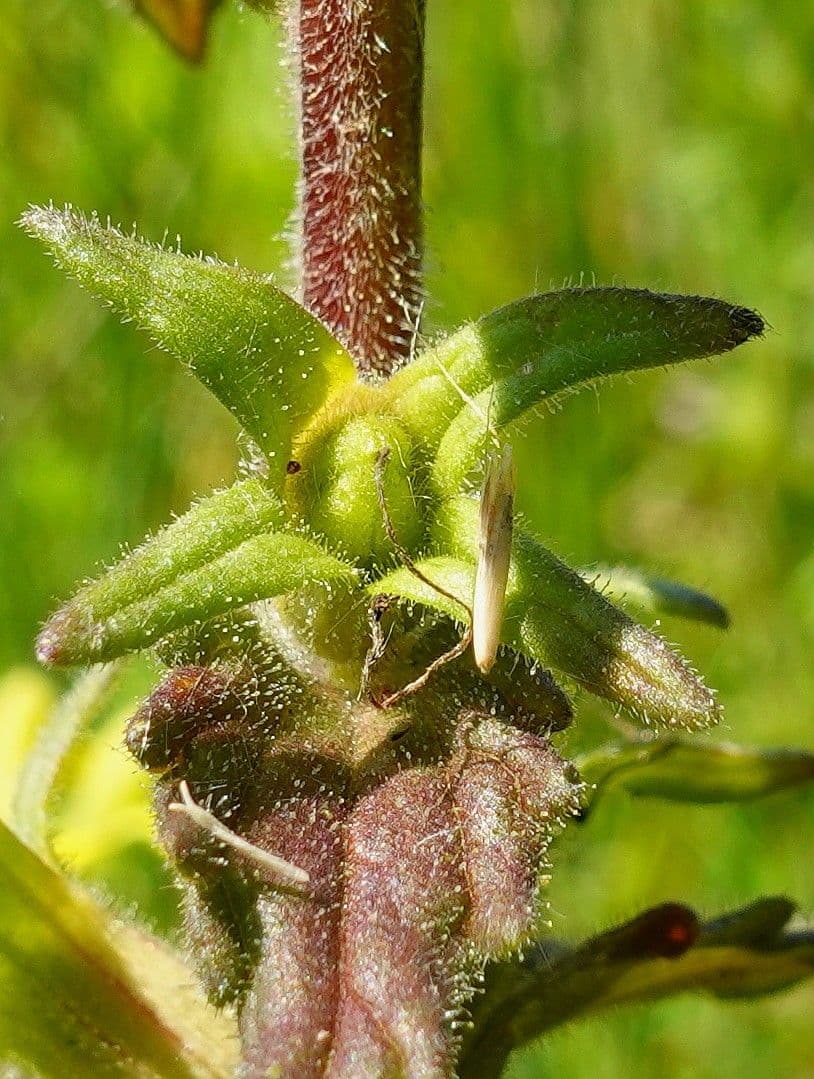 Speronella viscosa 4
