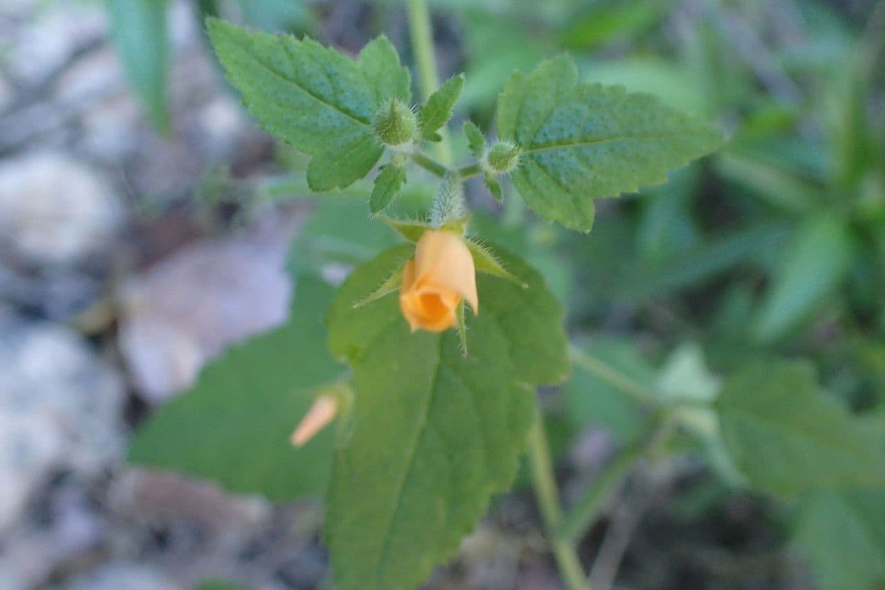 Mentzelia aspra 8
