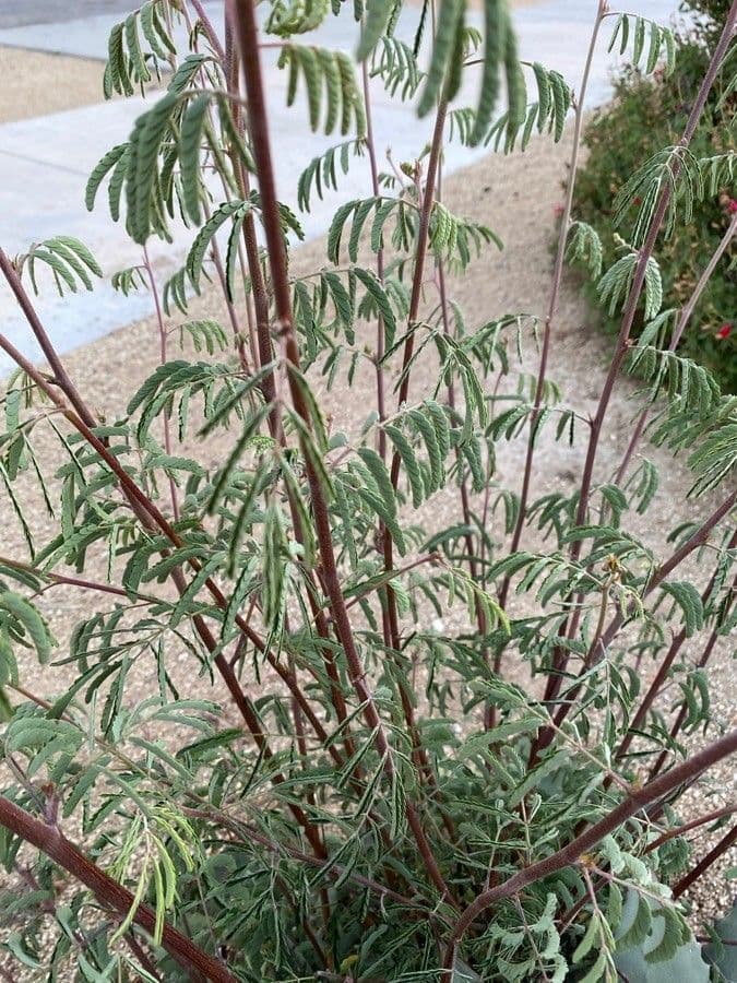 Desmanthus 4