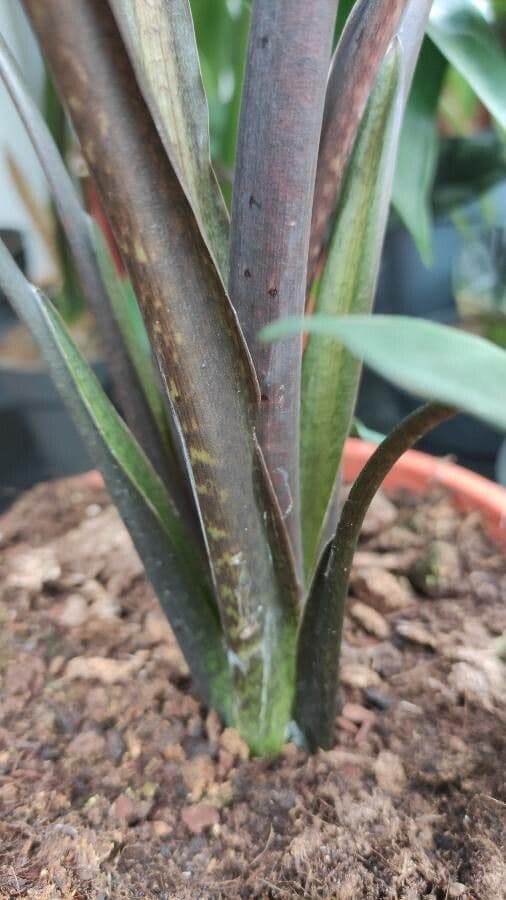 Monstera Lauterbacha 10
