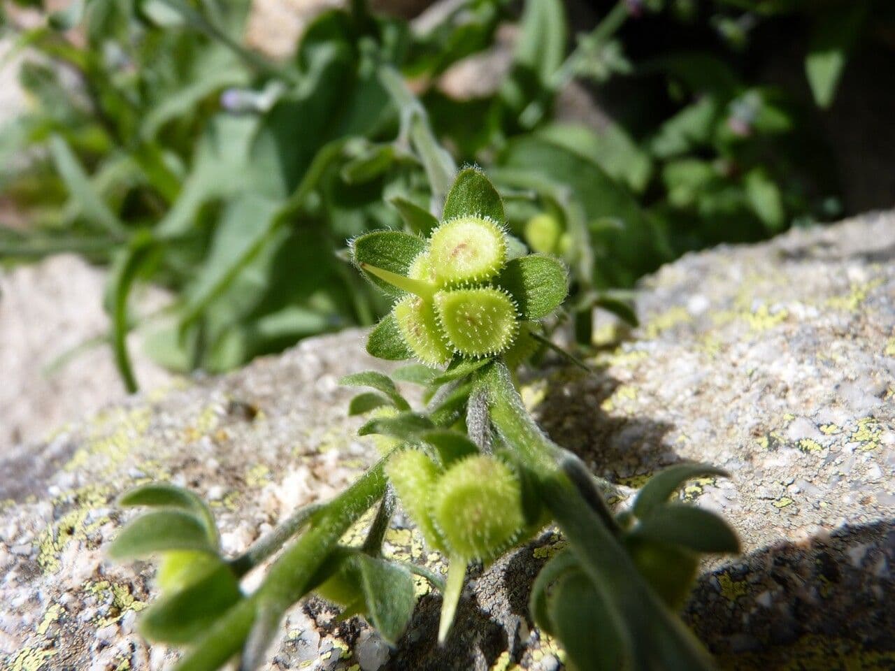 Cinoglosa 3