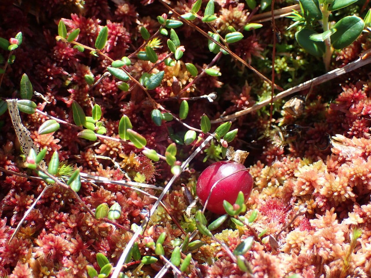 Vaccinium microcarpum 21