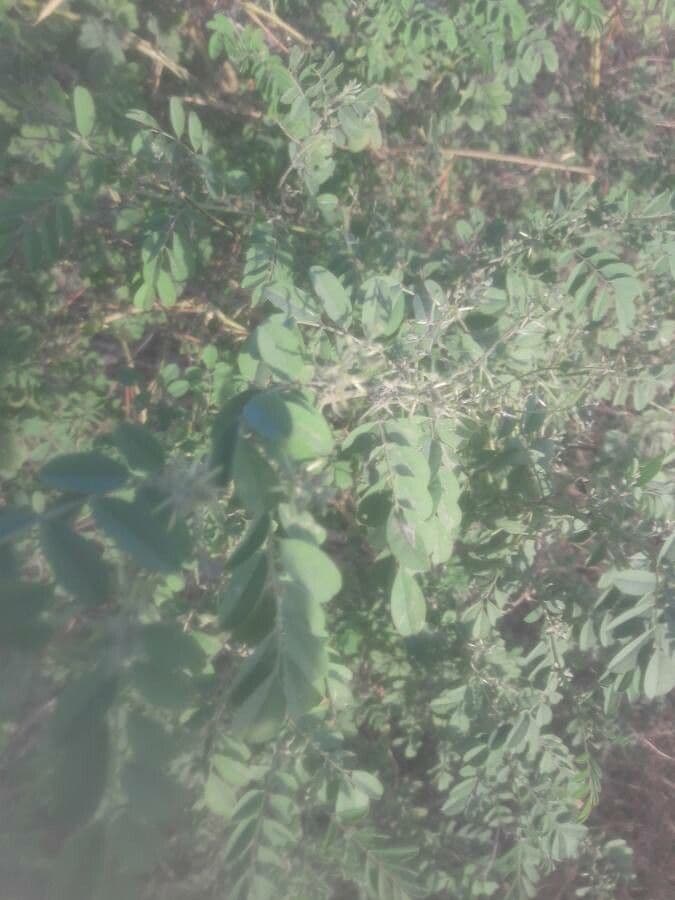 Indaco 17