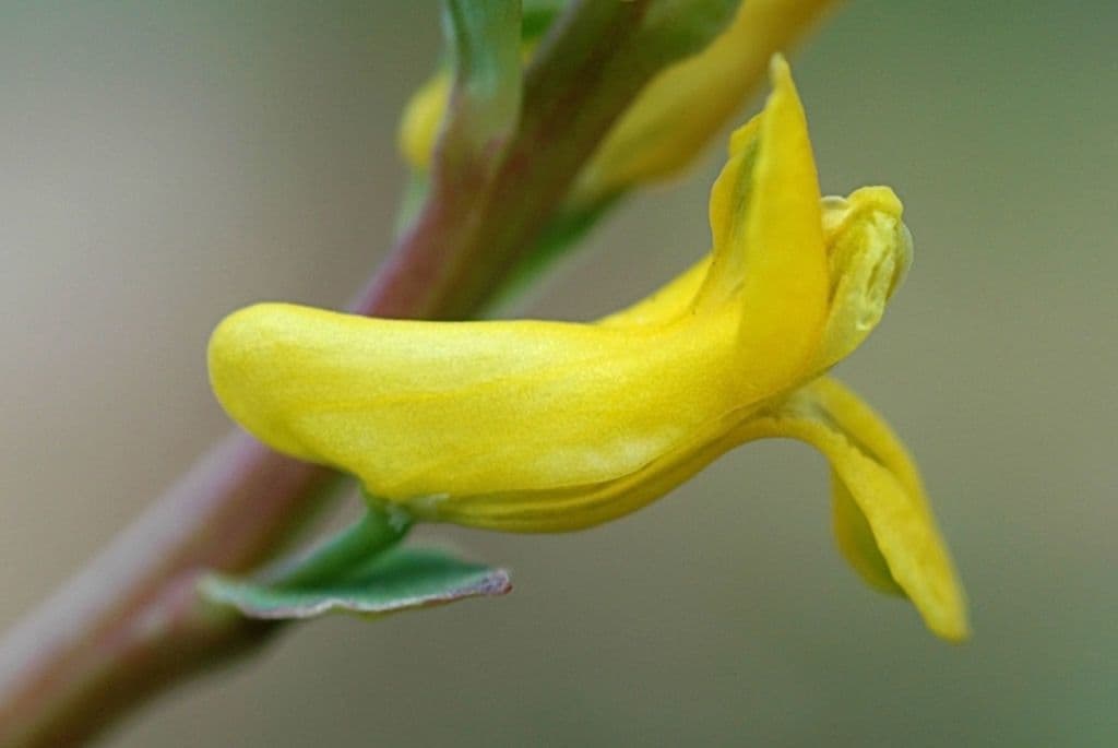 Fumaria gialla 6