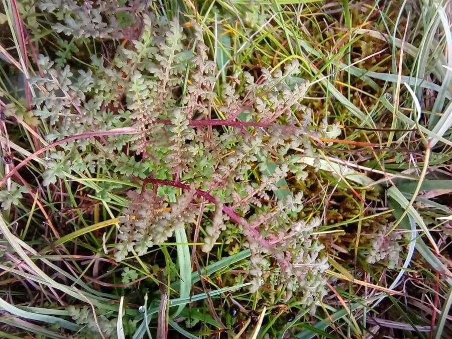 Pedicolare palude 16