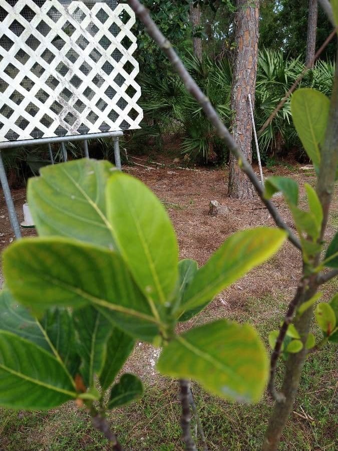 Jackfruit 12