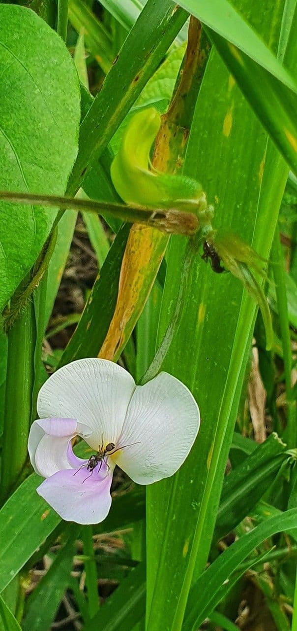 Vigna vexillata 8