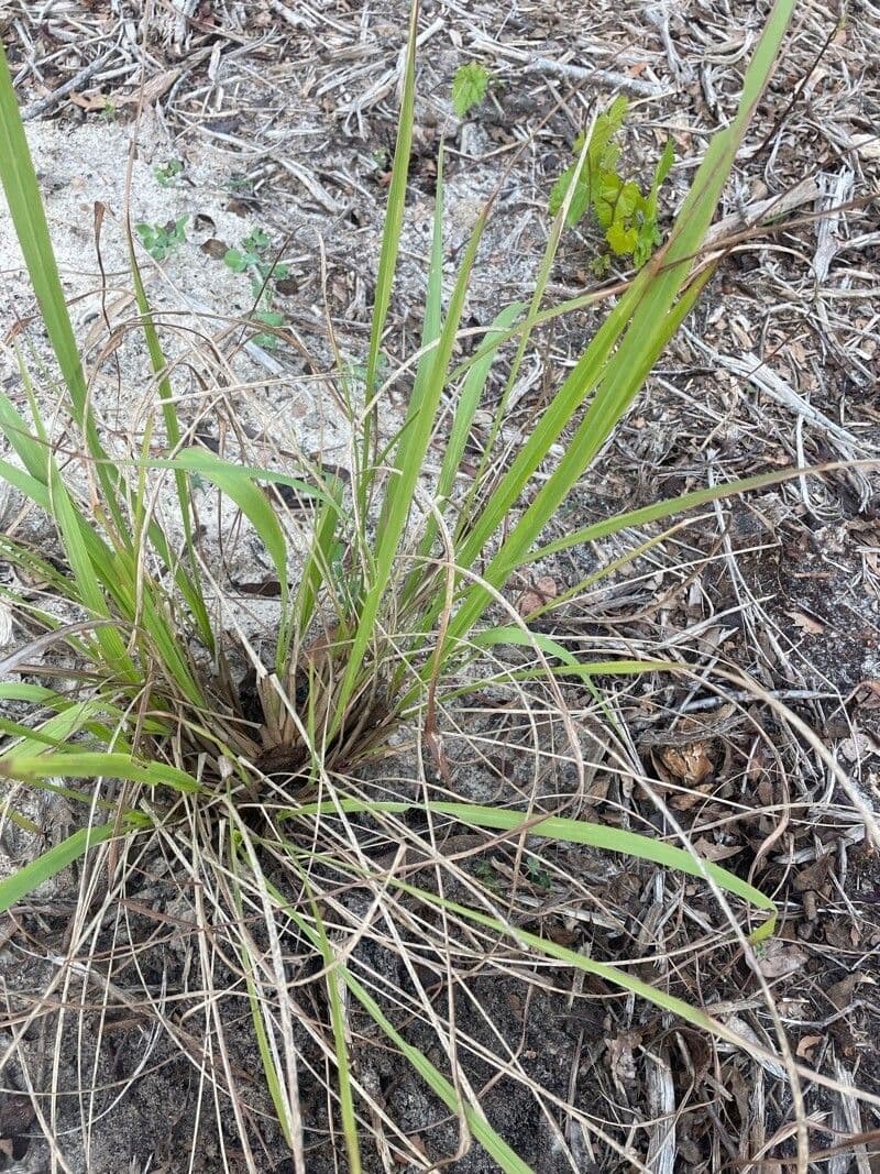 Tripsacum dactyloides 20
