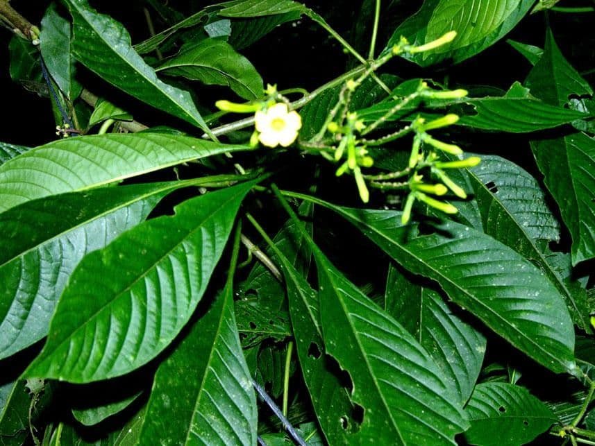 Hamelia 9