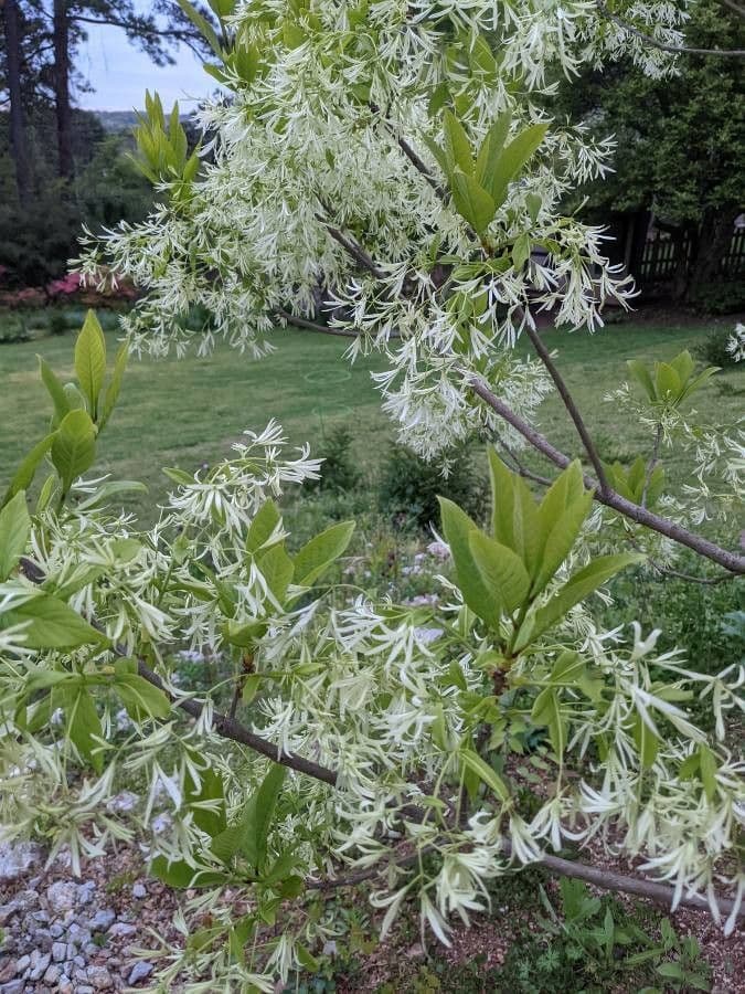 Chionanthus 6