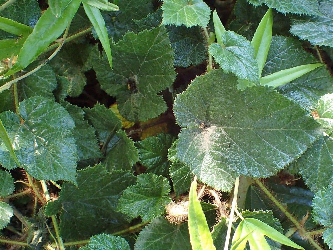 Rovo tricolore 11