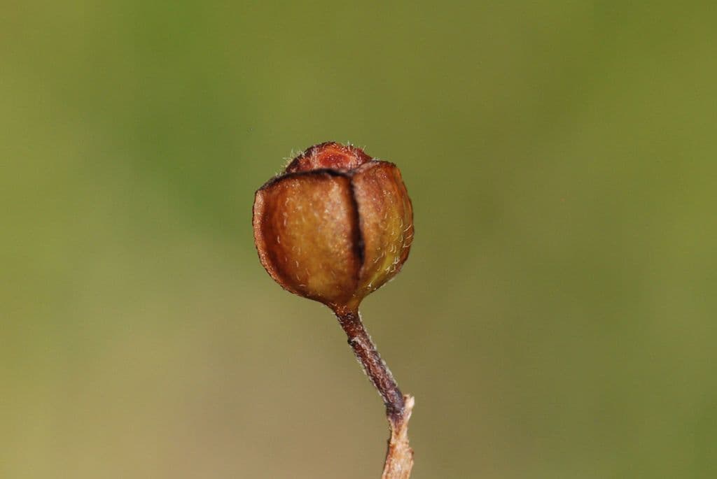 Ludwigia alternifolia 2
