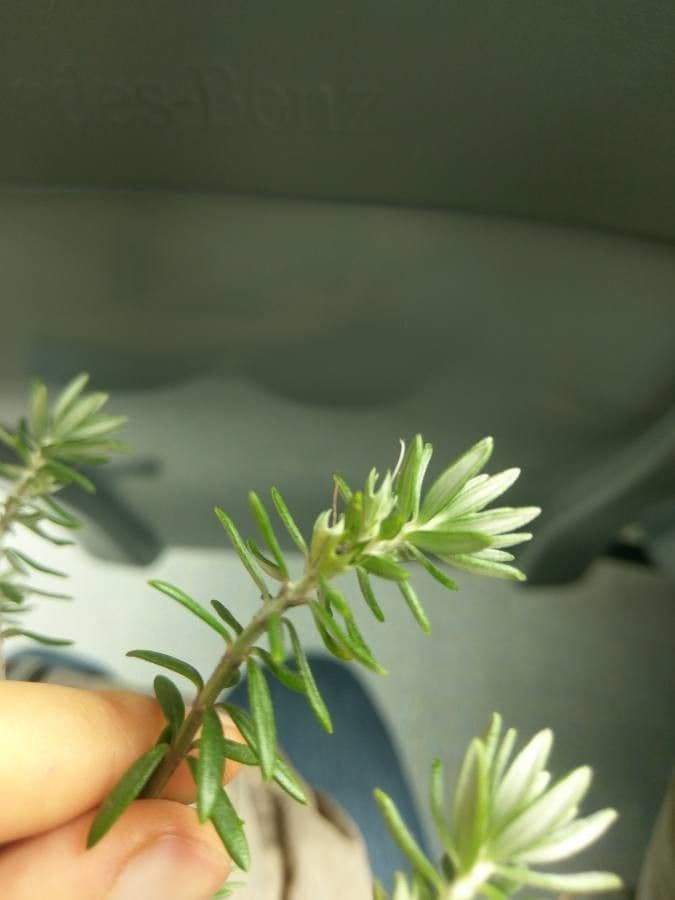 Westringia arbustiva 2