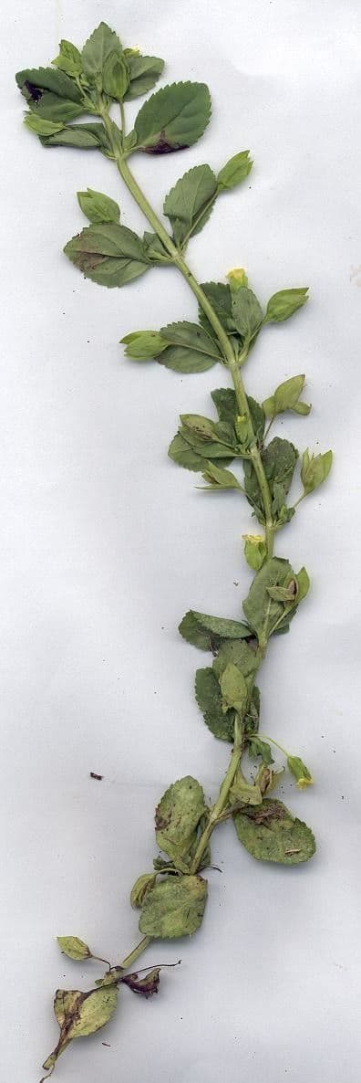 Mecardonia procumbens 21