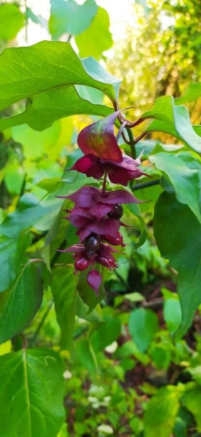 Leycesteria 8