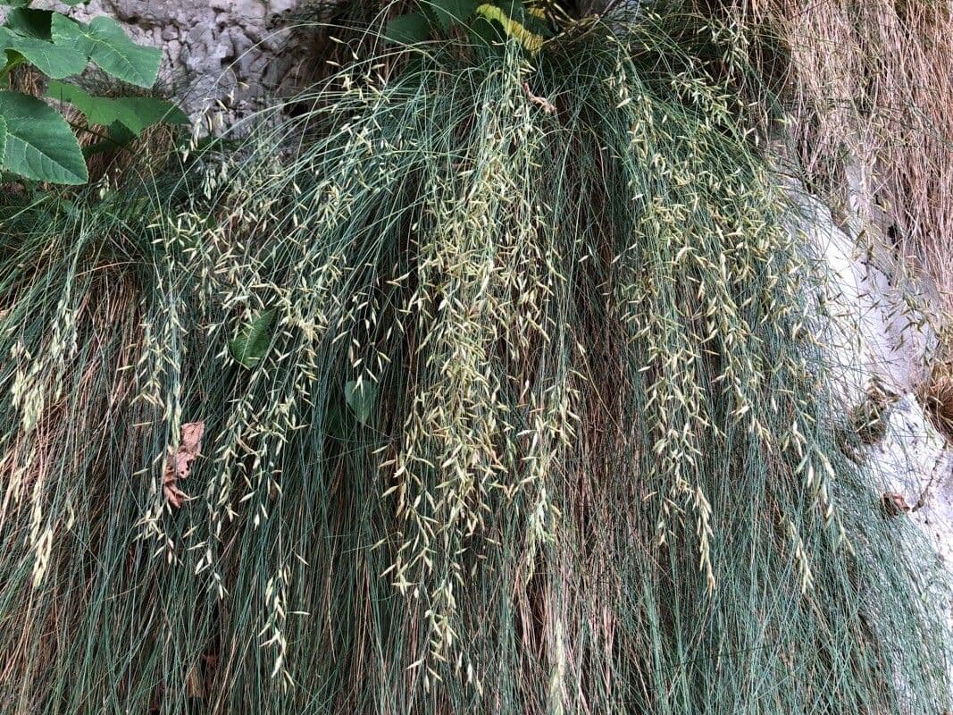 Festuca flavescens 15