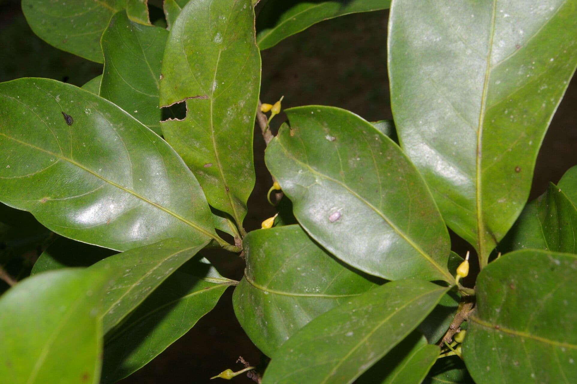 Pouteria 10