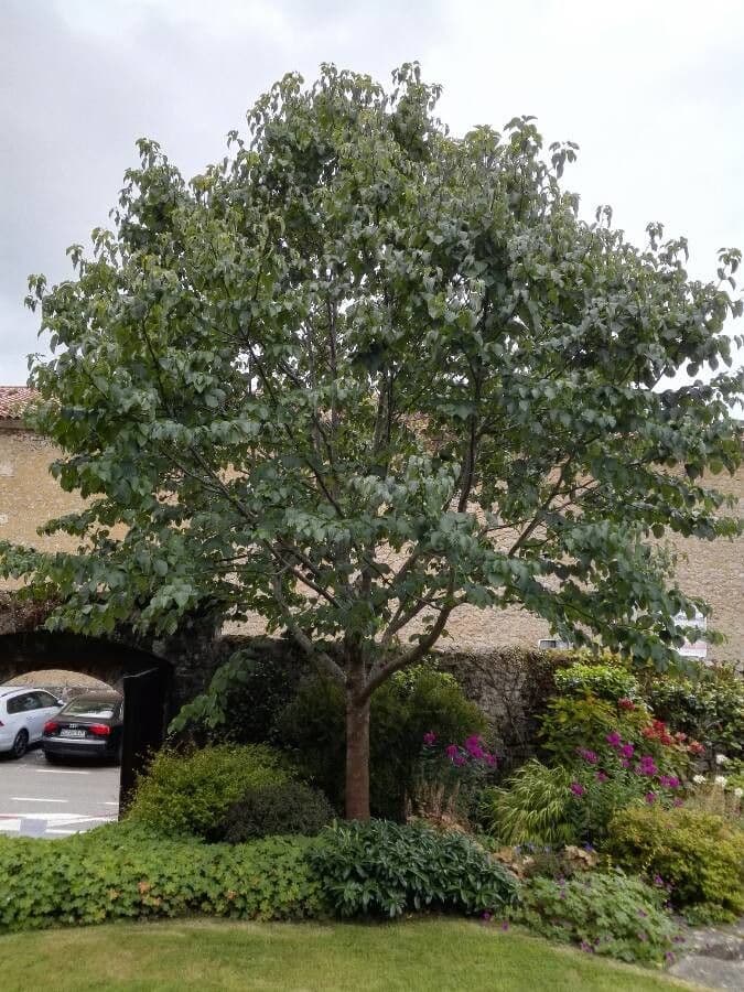 Taschentuchbaum 15