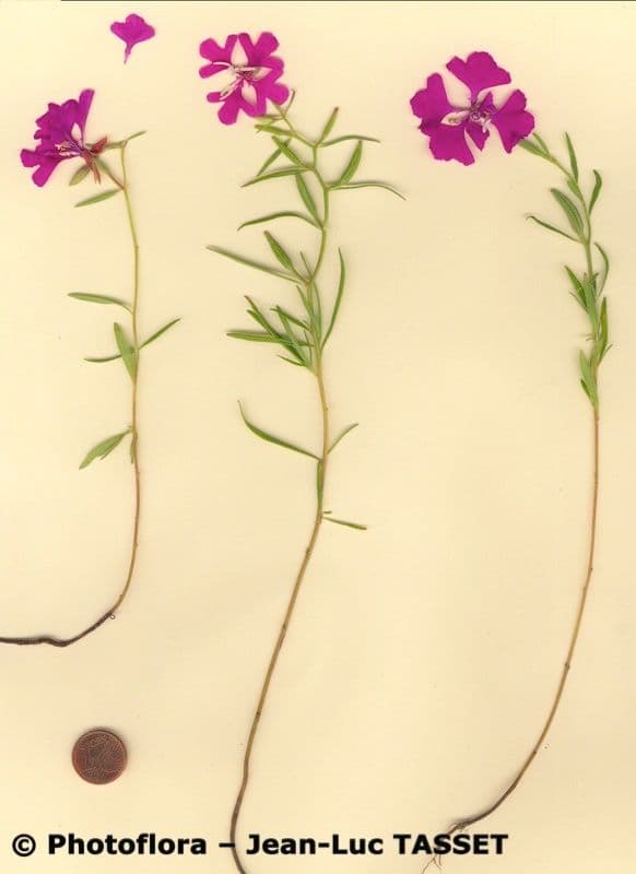 Schöne Clarkia 7