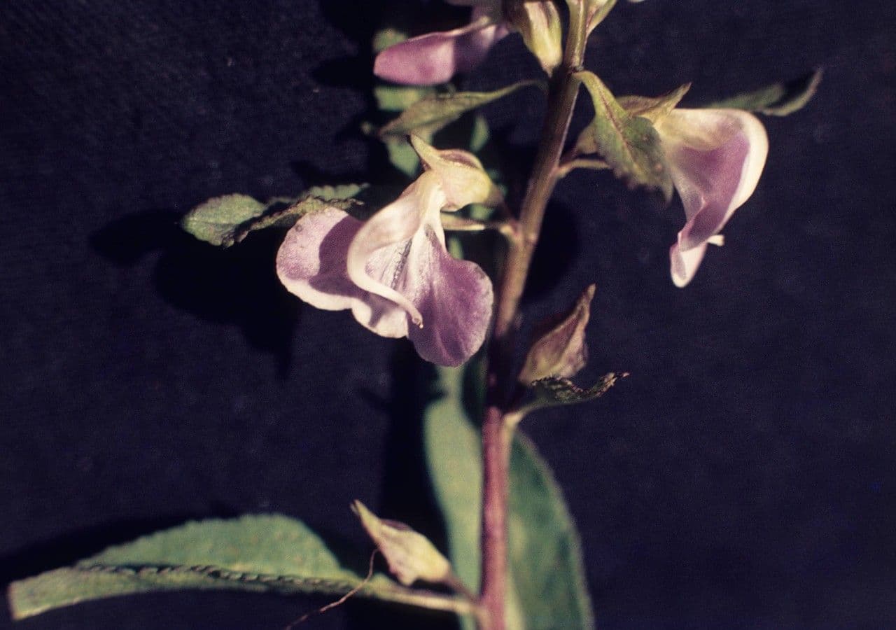 Pediculare a grappoli 11