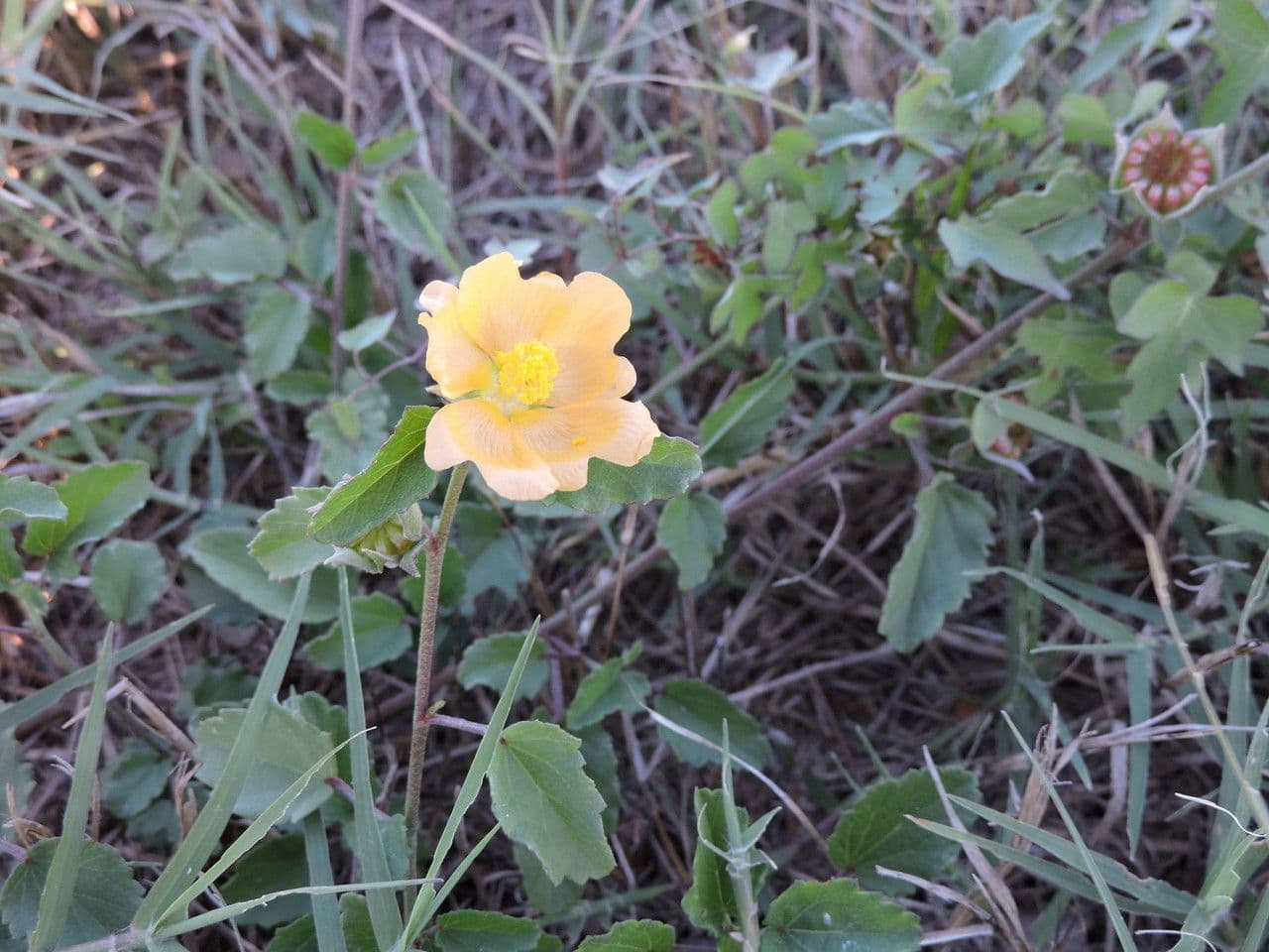 Malvastrum aurantiacum 6